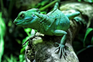 Василіск - казкова істота або справжня тварина? Василіск - казкова істота або справжня тварина?